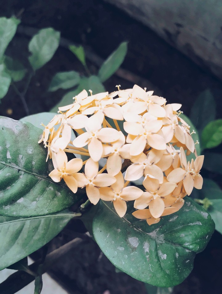 Peachy flowers