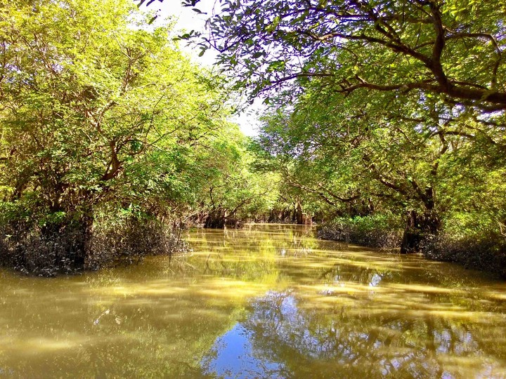swamp forest
