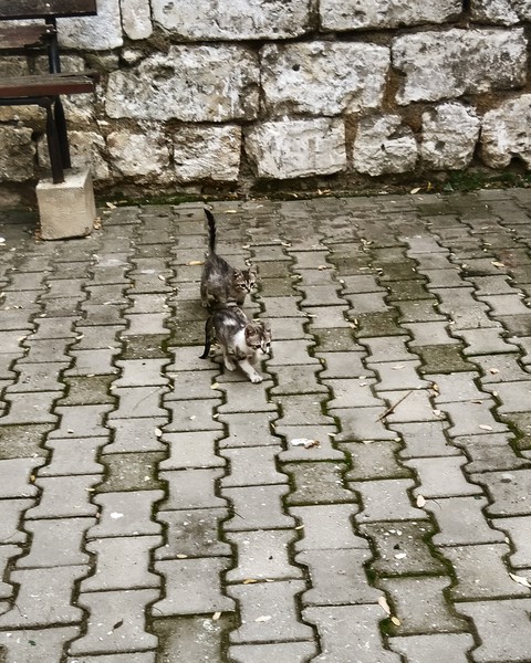 yavru kediler