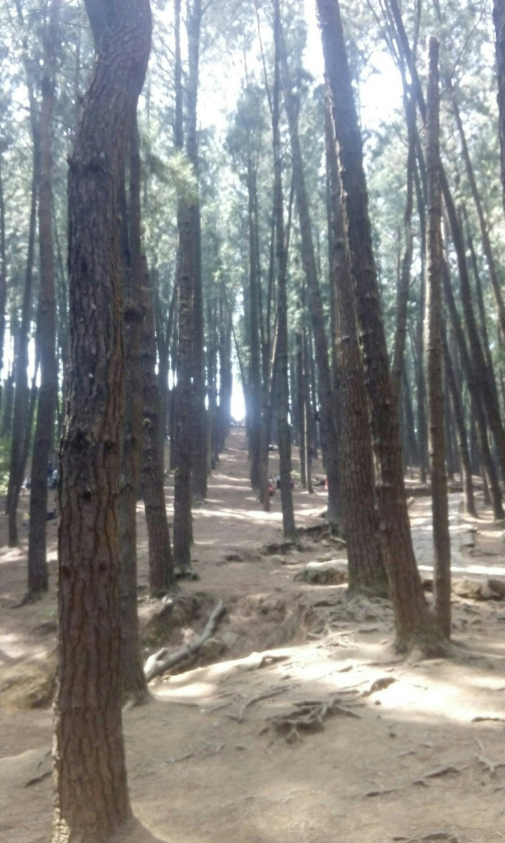 Pine Forest
