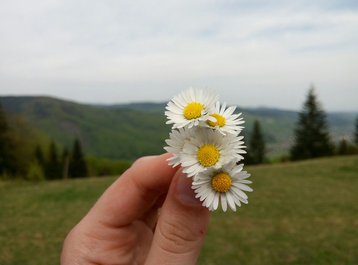 romashka