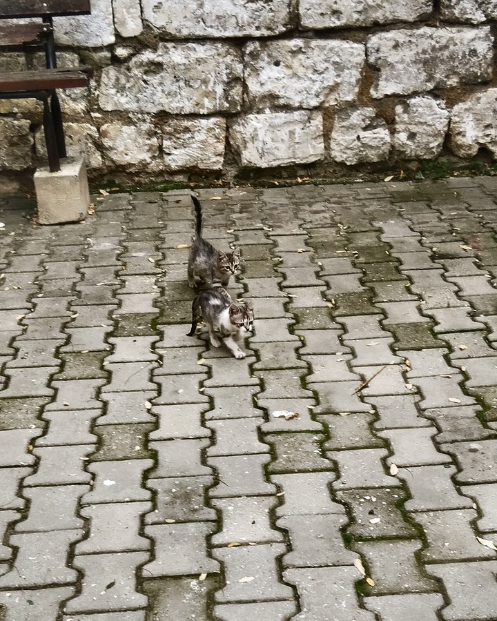 yavru kediler
