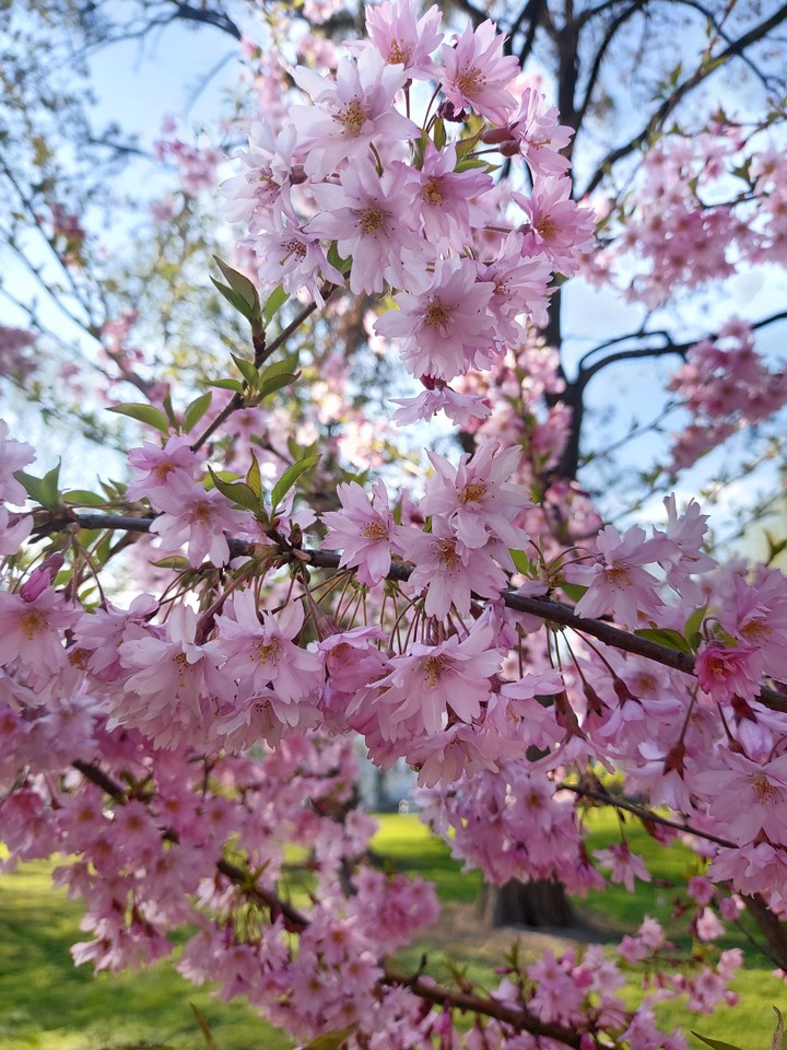 spring