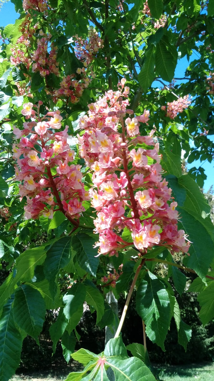 Chestnut tree