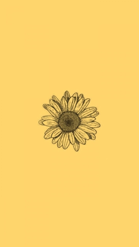 hình nền sunflower, yellow
