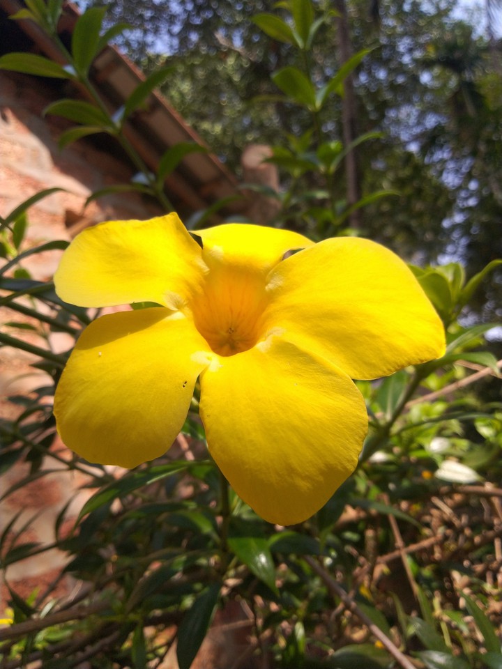 flower
