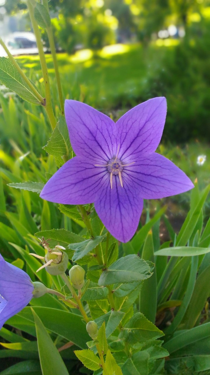 Violet Campanula