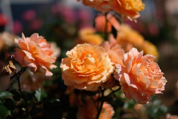 rose