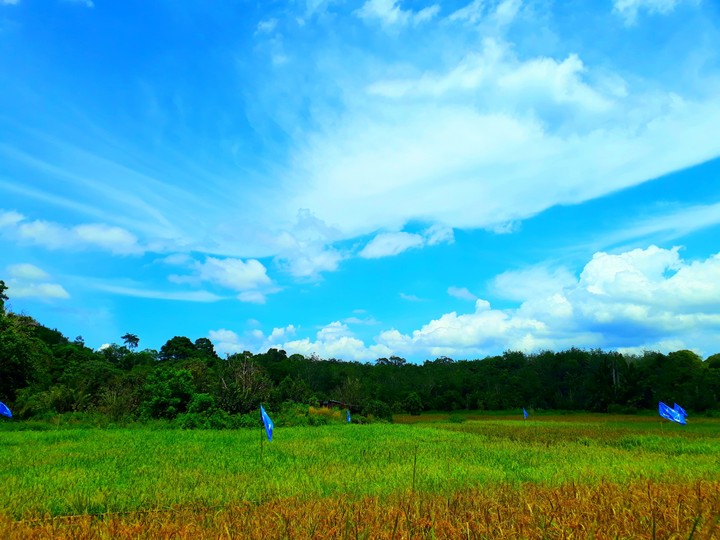 paddy field