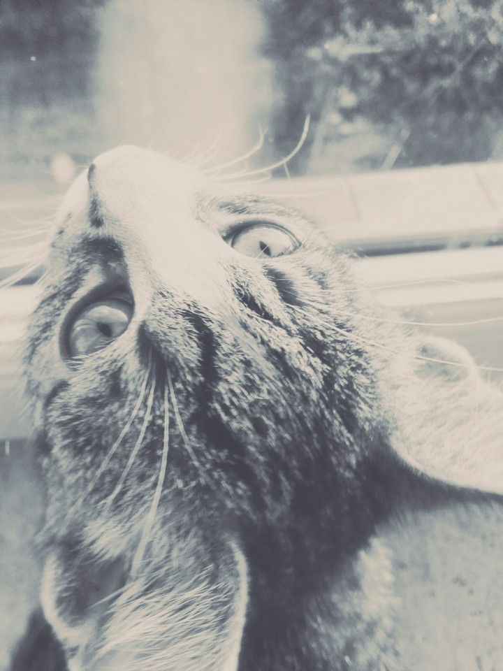 My cat