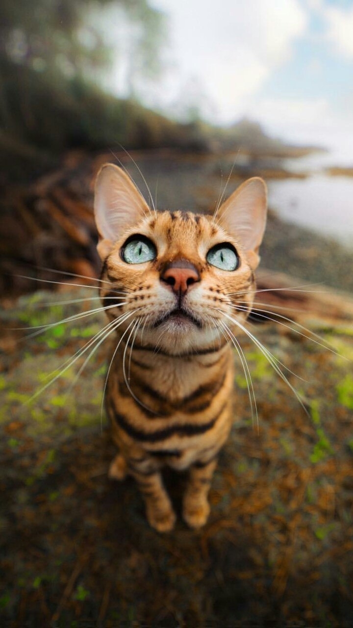 funny cat