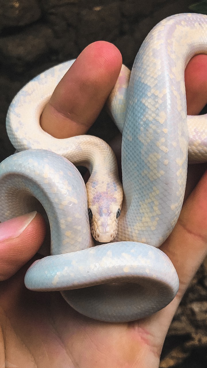 Snake
