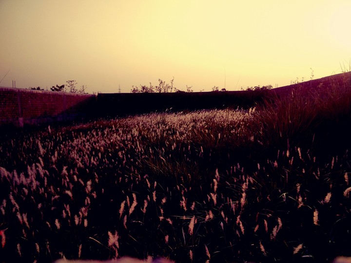-=Mob=- Photos
