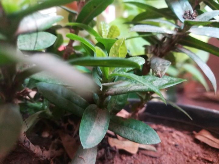 plants