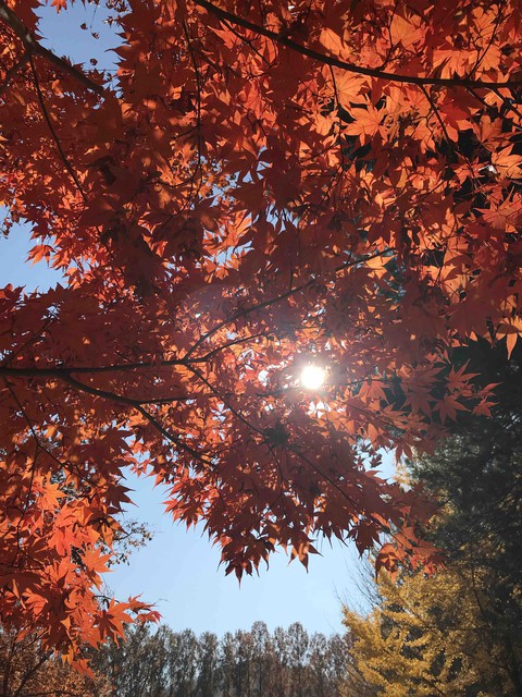 autumn