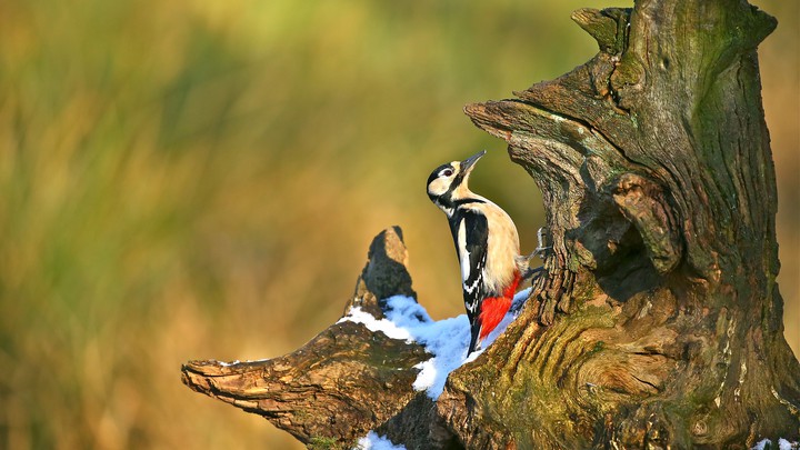 bird