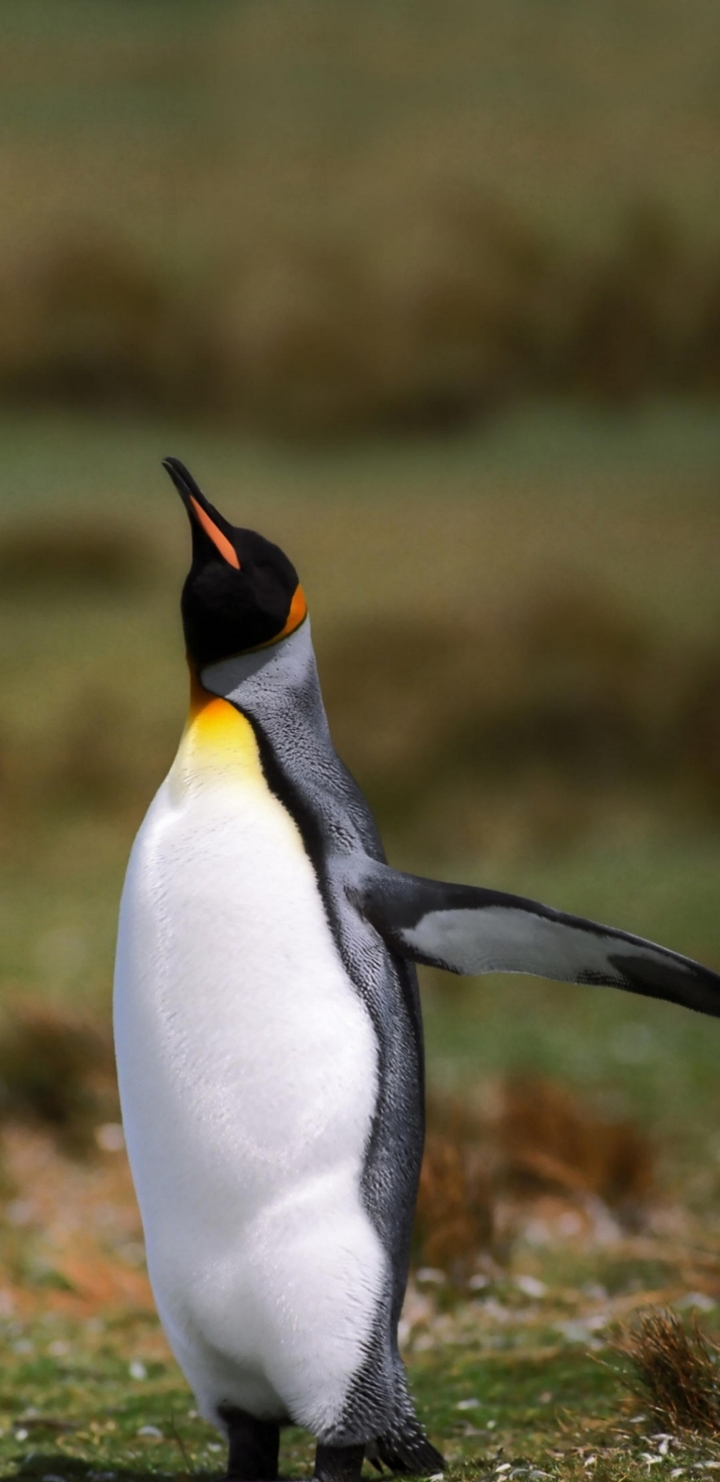 Penguin