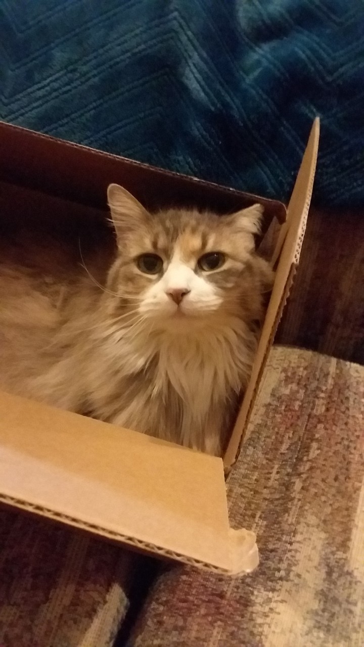 Kitty in a box