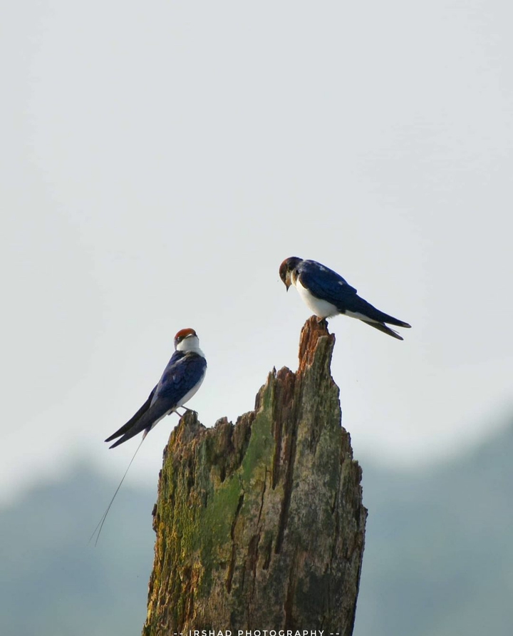 swallow