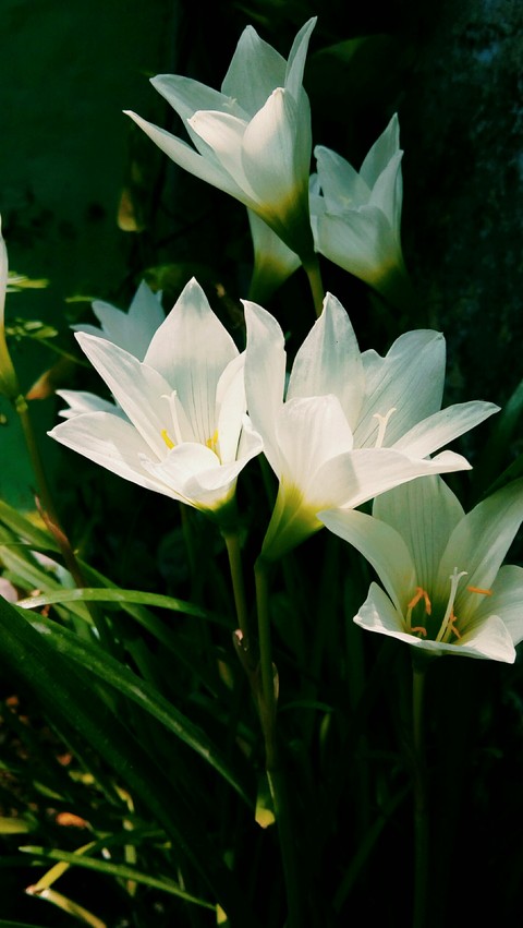 whiteflowers