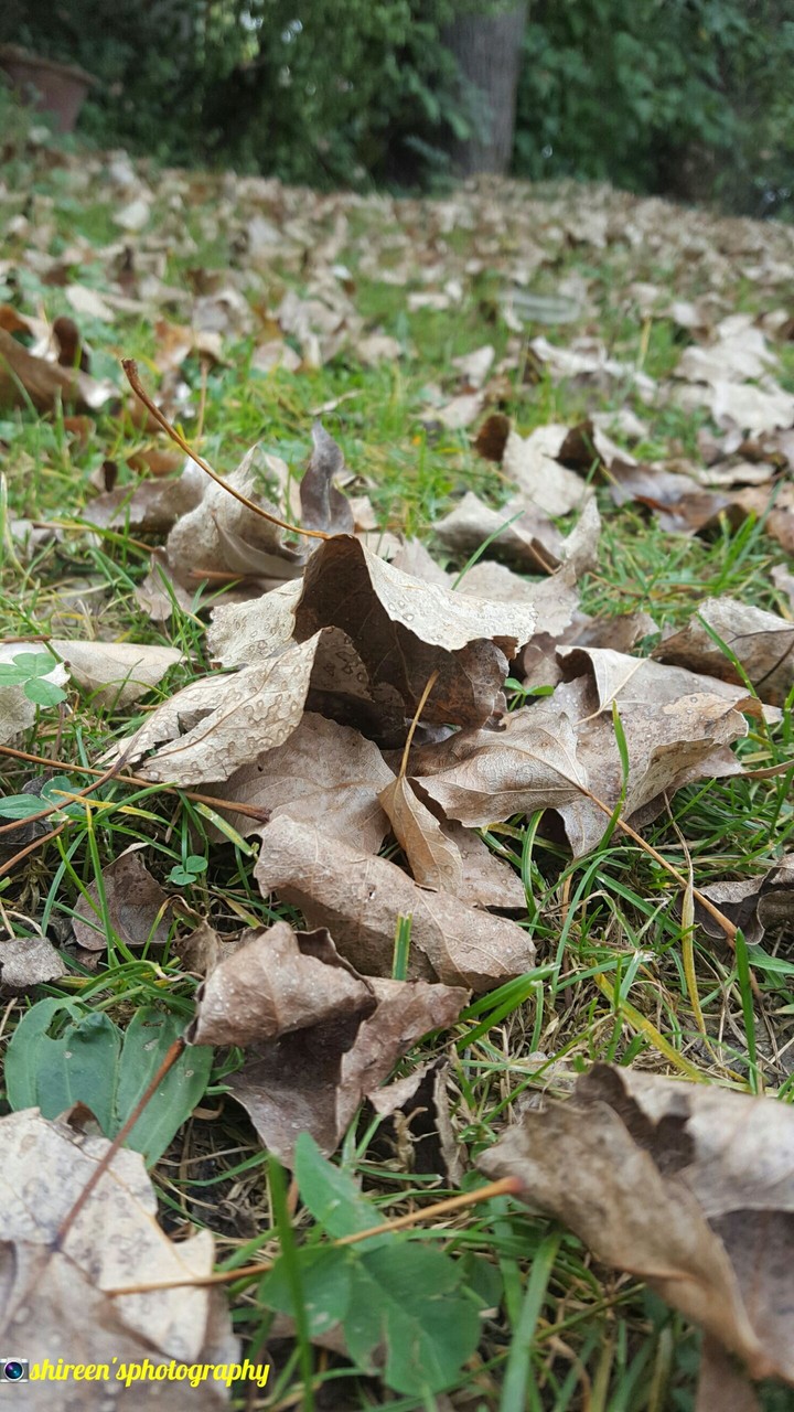 Fall