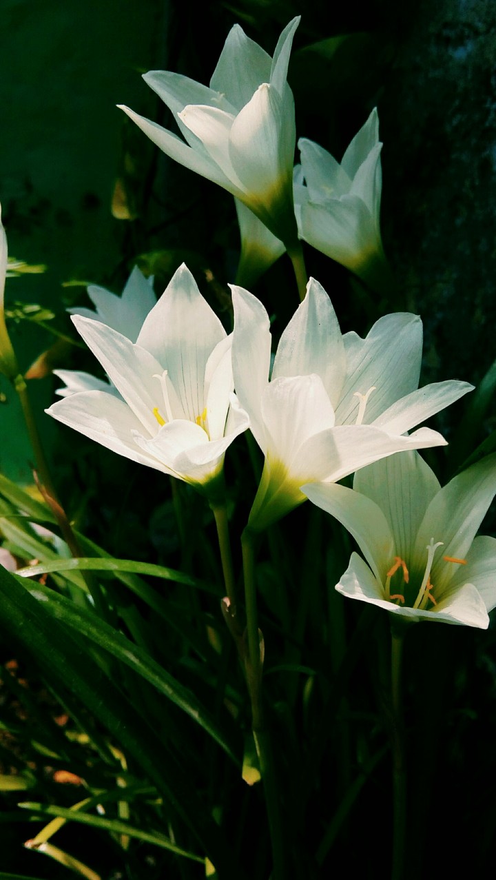 whiteflowers