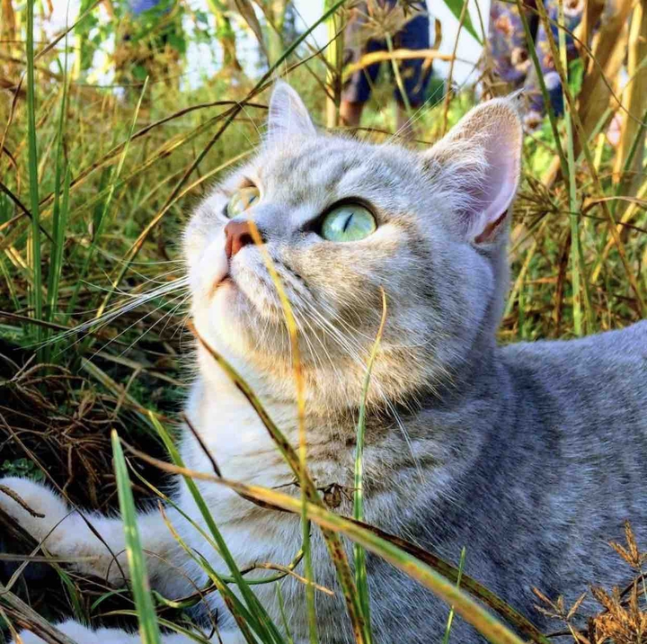 my cat ‘Sofia’
