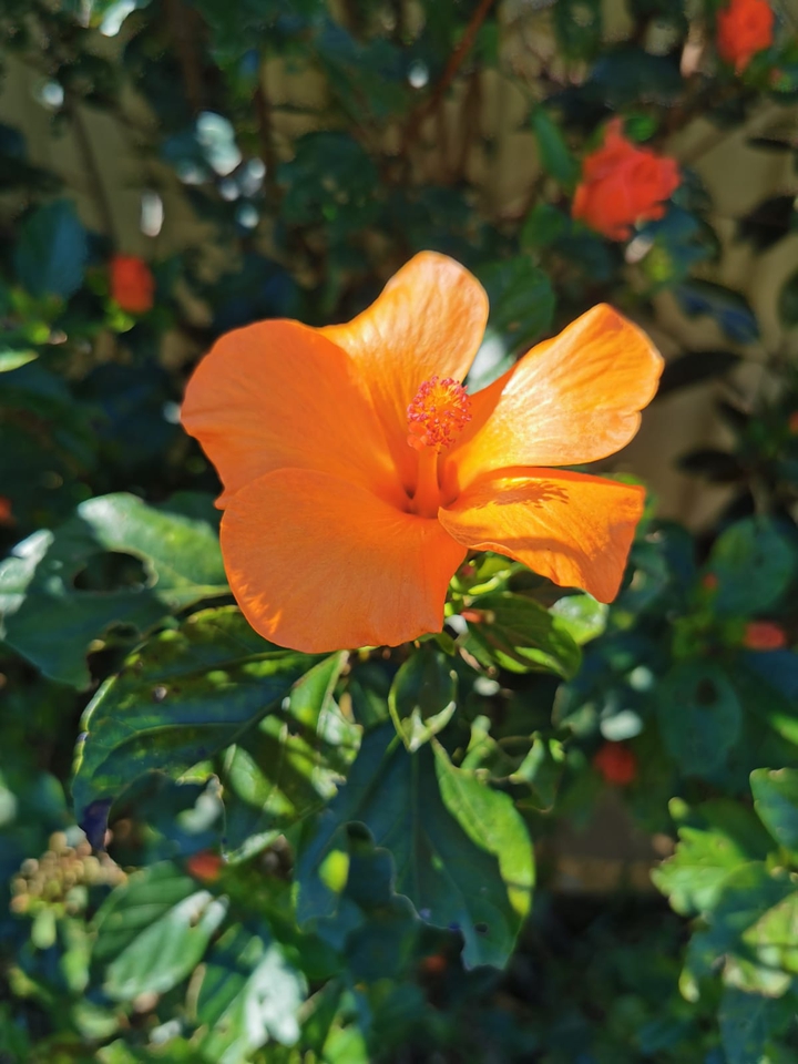 Australian Spring, Huawei camera ?