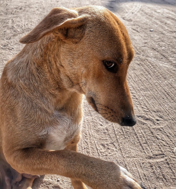 dog