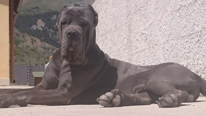 ❤ Igor  ❤ mastino napoletano