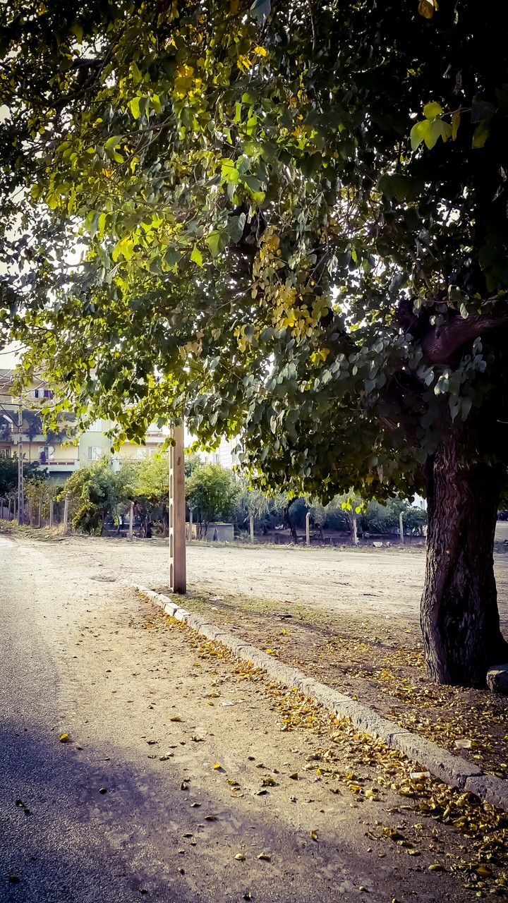İhanet yaprakları
