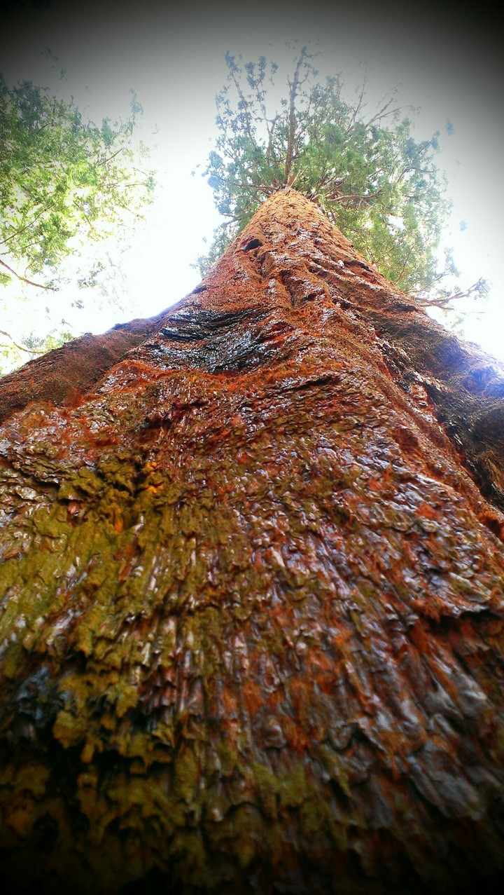 Vertical Redwood