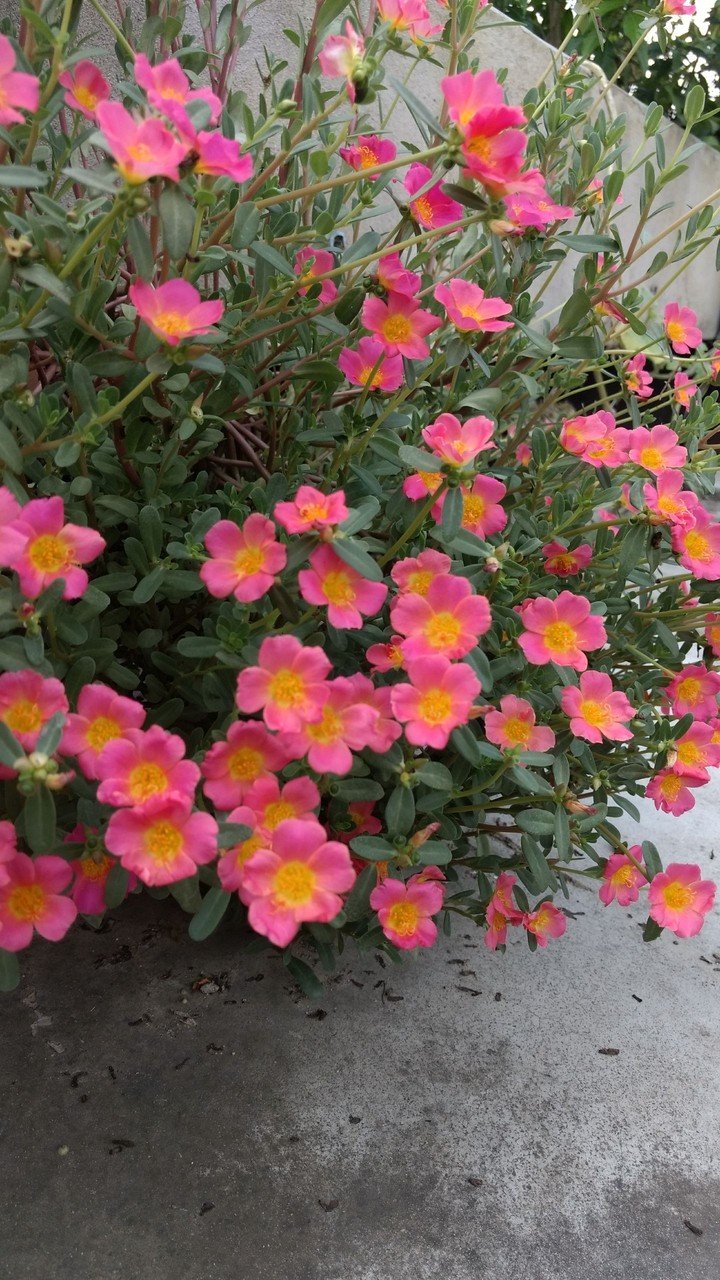 Pinkish