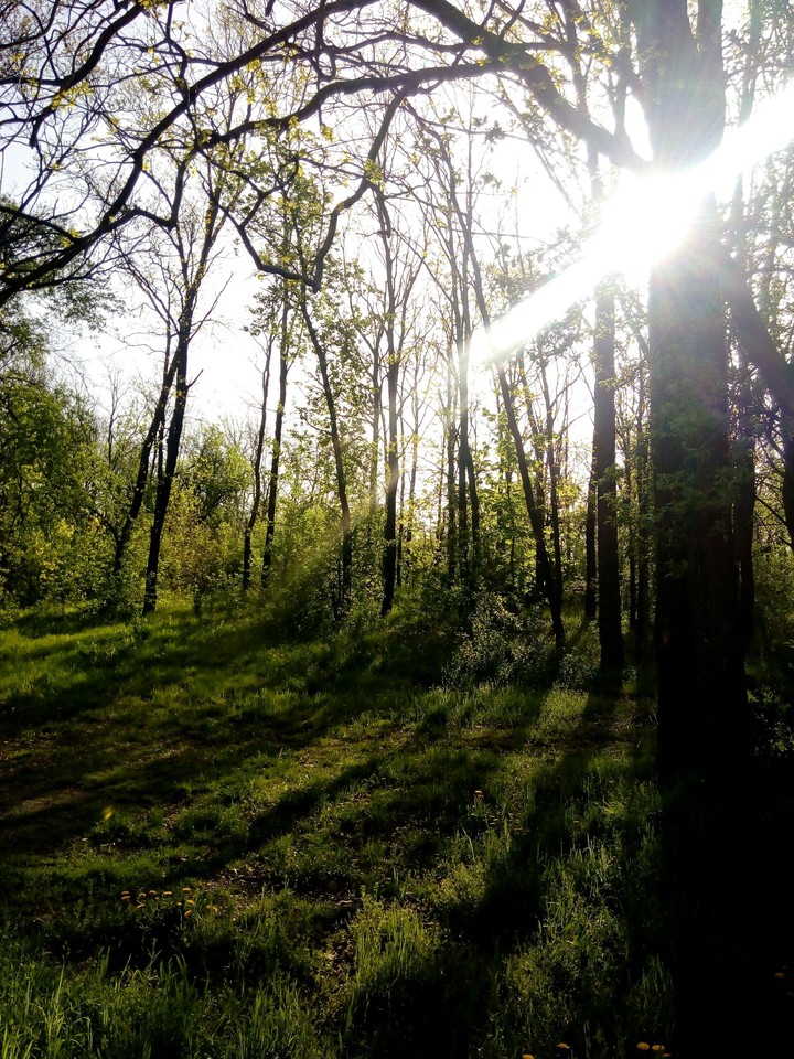 лес