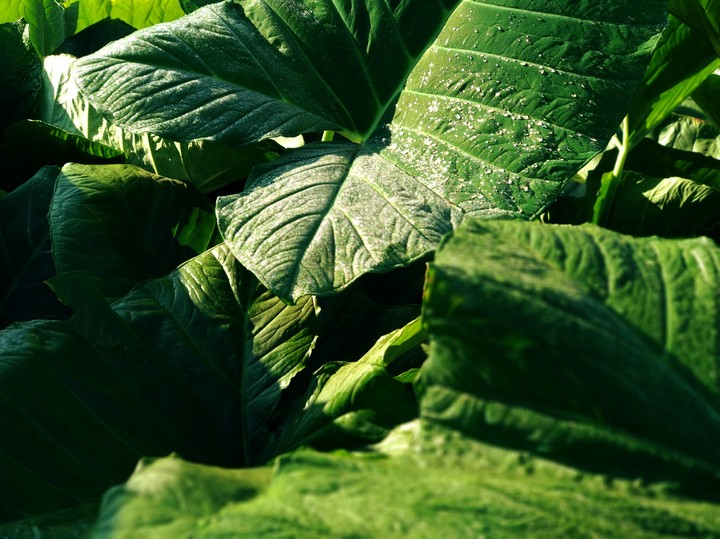 Beautiful green leaf