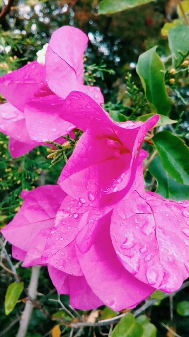 Naturaleza