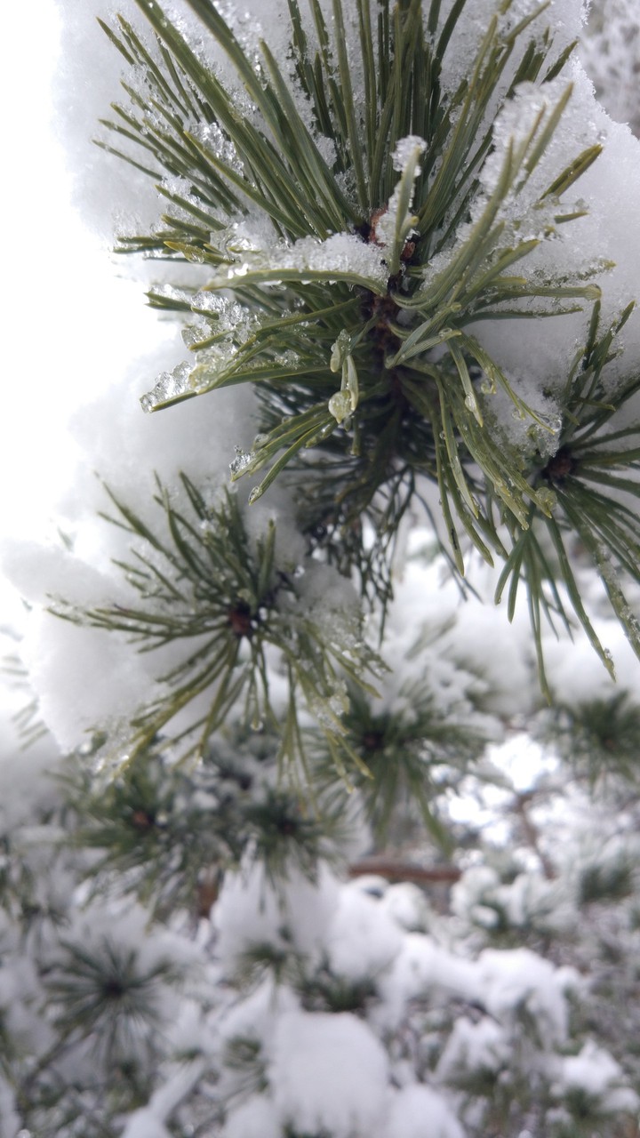 forest in the snow