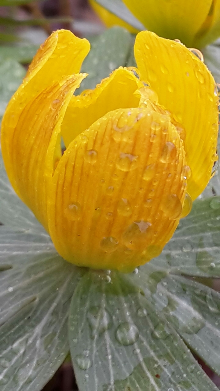 gelbes Frühjahr