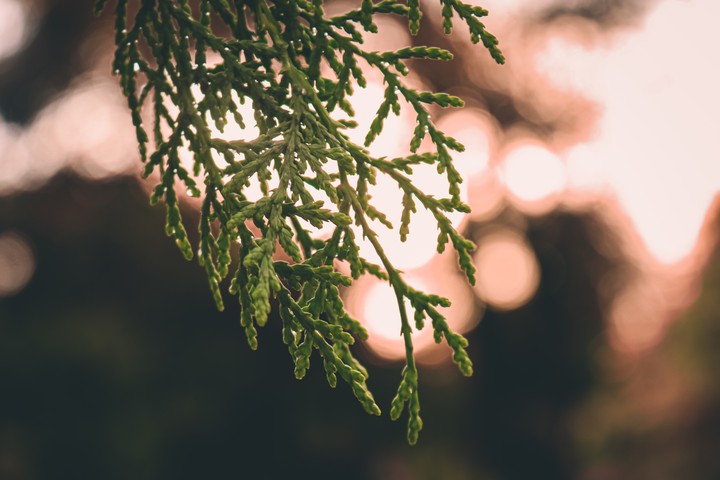 leaf and light
