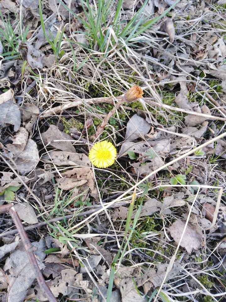 spring