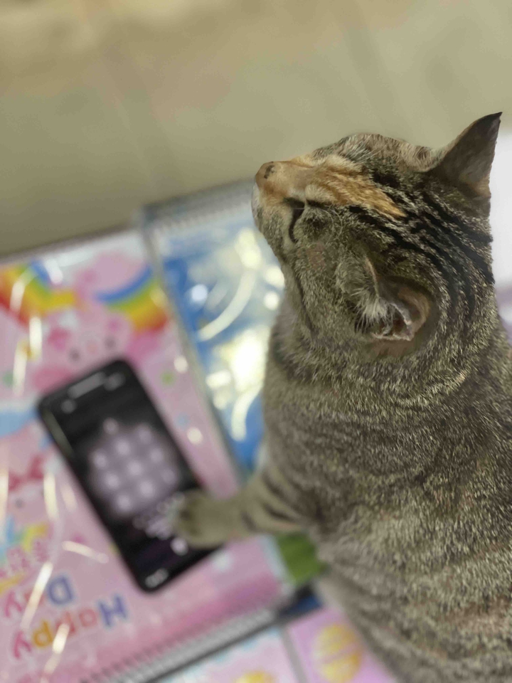 고양이