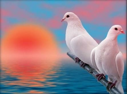 love birds