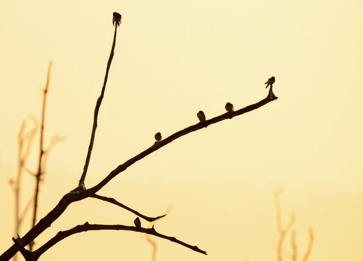 nature5