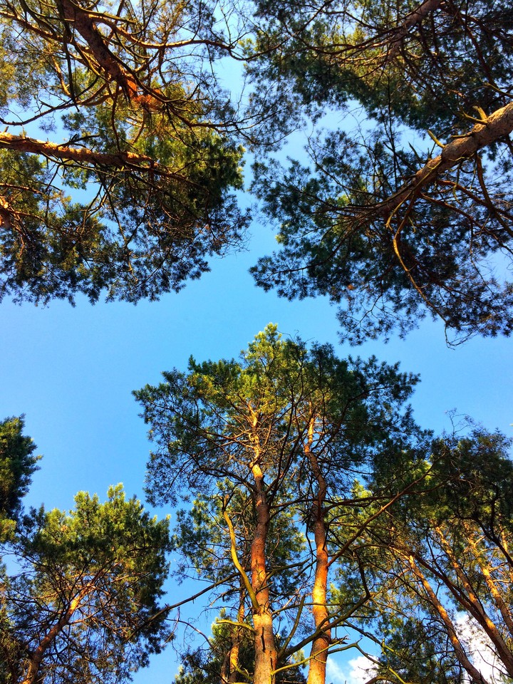 Eye to the sky.