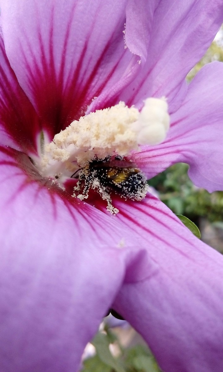 bee on a flower