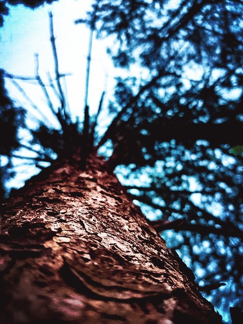 leaves, trunk वॉलपेपर