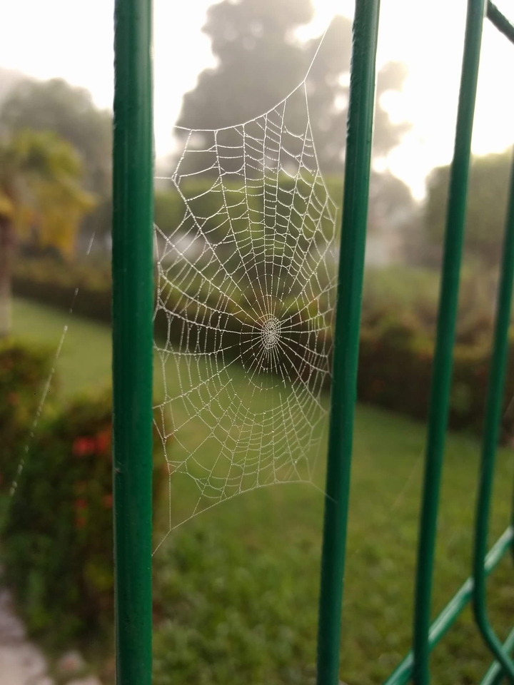 spiderweb