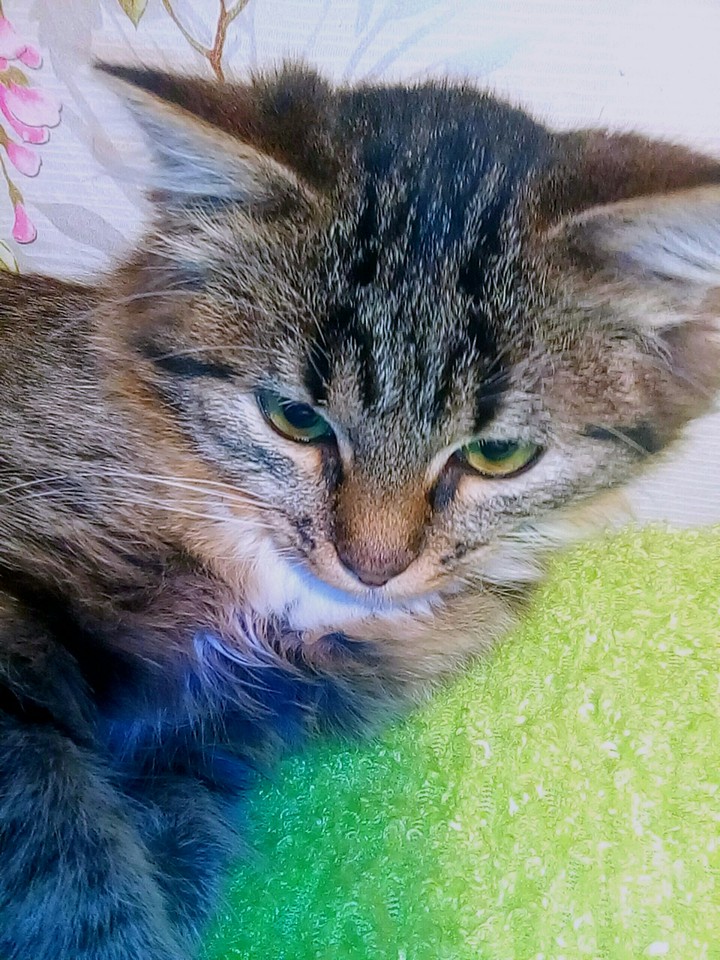 котик