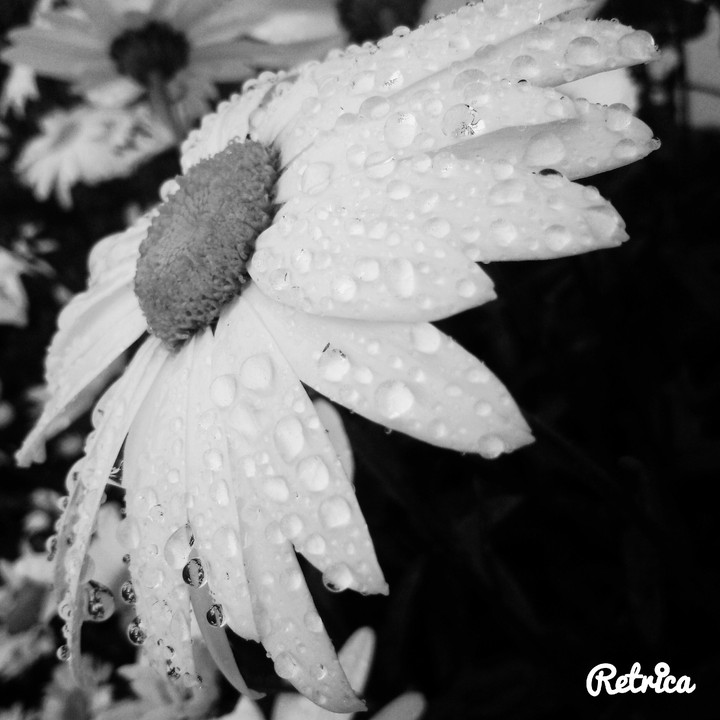 Black and White flower