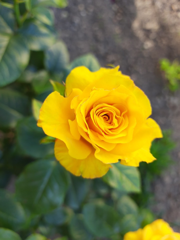 yellow rose